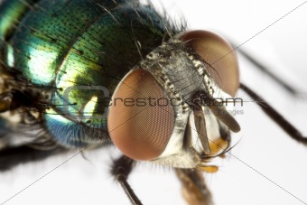 house fly in extreme close up