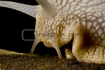 head of snail