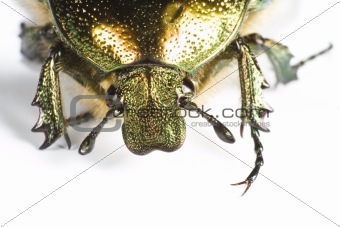 head of iridescent bug