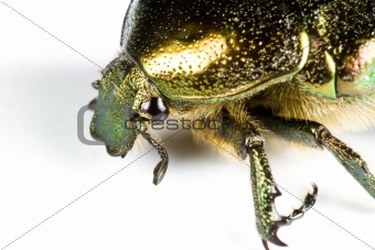 iridescent colorful bug in close up