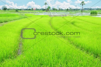 rice field
