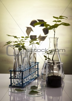 Science experiment and plants