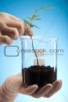 Close-up of plants in test tubes aboratory