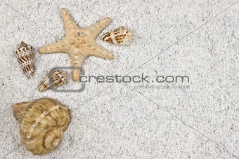 seastar and shells