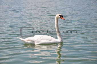 Swan (Cygnus olor)