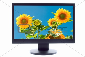 sunflowers on TV screen