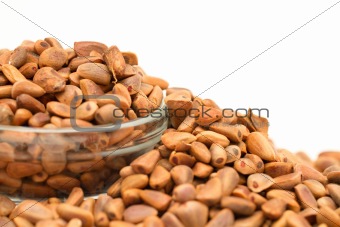 many cedar nuts