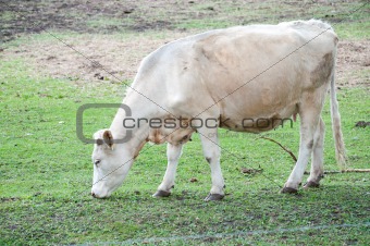 white cow on the pasture 