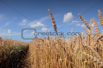 summer crop field waiting harvest