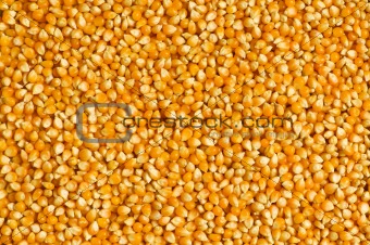 Bright corn kernels arranged as the background