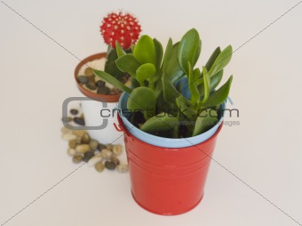 green plants in pots