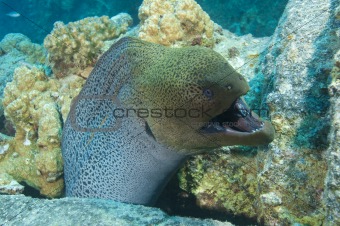 Giant moray eel showing defensive behaviour