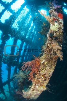 Soft corals and glassfish inside a large shipwreck