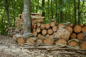 Pile of chopped woods in the forest