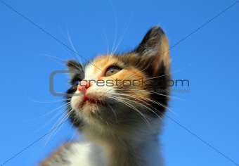 kitten portrait under blue sky