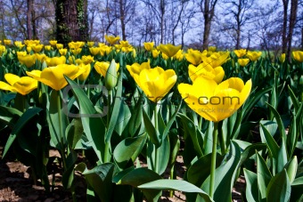Tulips - Golden varietie