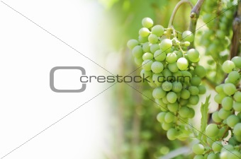 White grapes on vine