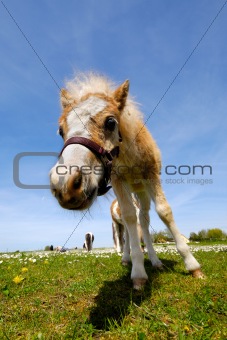 Foal on green grass at summer