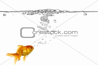 Goldfish and air bubbles