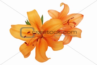  lilies on white