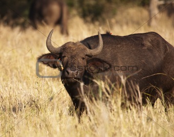 Cape Buffalo With Oxpecker