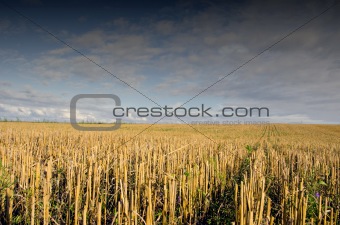 crop field after harvest