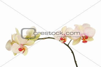 Moth orchid flowers