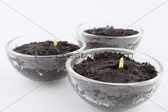 corn seedlings
