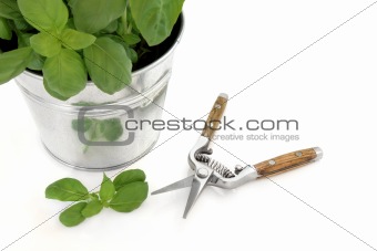 Basil Herb and Secateurs