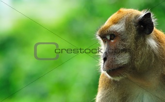 ape with soulful gaze