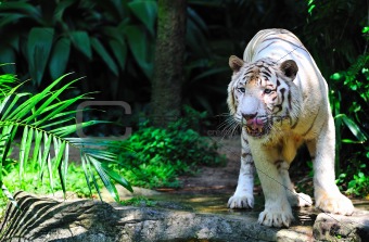 white tiger licking its chops