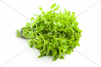 Fres Basil / spice herb on white background