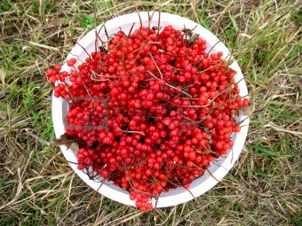 berries of snowball tree