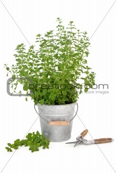 Pruning Oregano herb