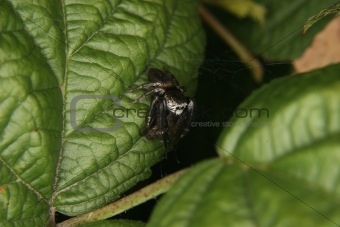 Jumping spider (Salticidae)