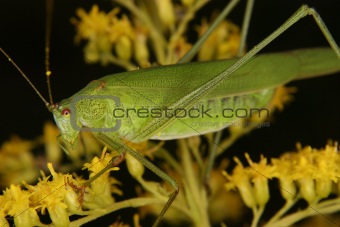 Bush cricket (Phaneroptera falcata)