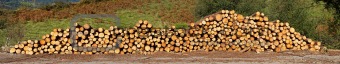 Panoramic view of logs stacked