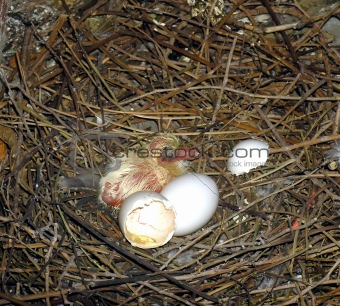 First egg is hatched.