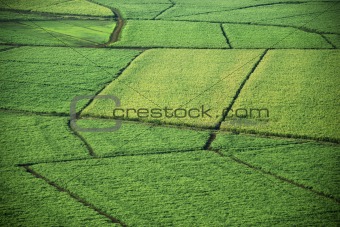 Aerial of crop fields.