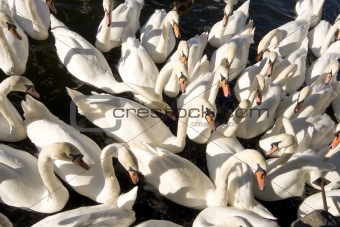 Swans Swans Swans