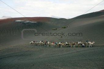 Camel ride in Lanzarote
