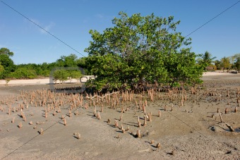 Mangrove  tree