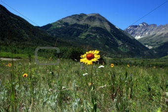 Yellow flower in Canadian Rockies