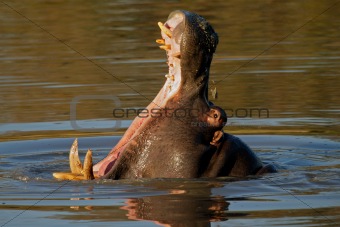Hippopotamus yawning