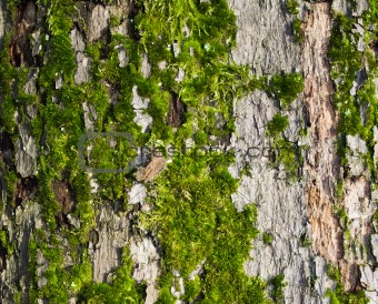 Texture of tree bark with moss