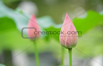 Hindu Lotus 