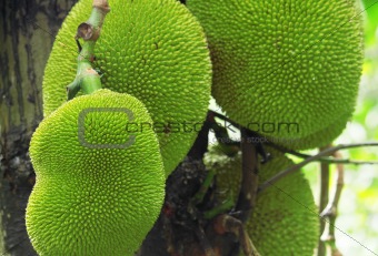 tropical jackfruit 