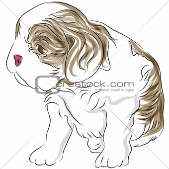 Cavalier King Charles Spaniel Puppy Dog Drawing