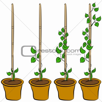 Growing Plant Stages
