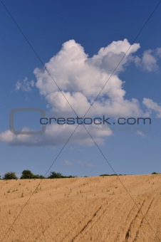 Grain field and sky